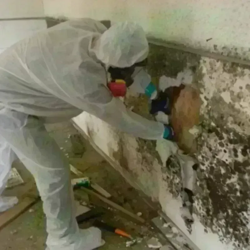 Mold Remediation and Removal in Berwick, LA